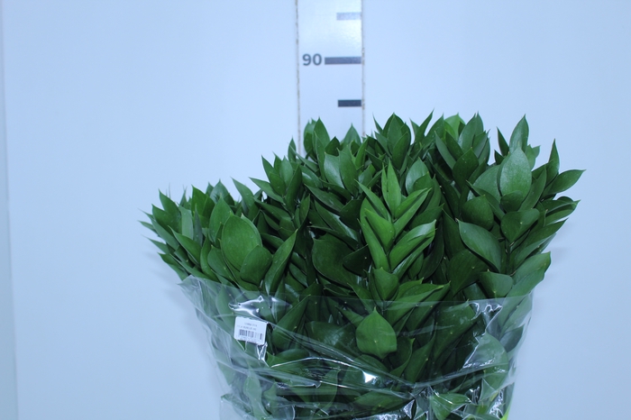 FOLH RUSCUS 080 CM