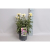 vaste planten 19 cm  Leucanthemum Banana Cream