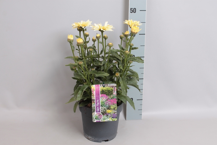 vaste planten 19 cm  Leucanthemum Banana Cream