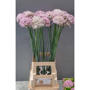 Allium pink jewel