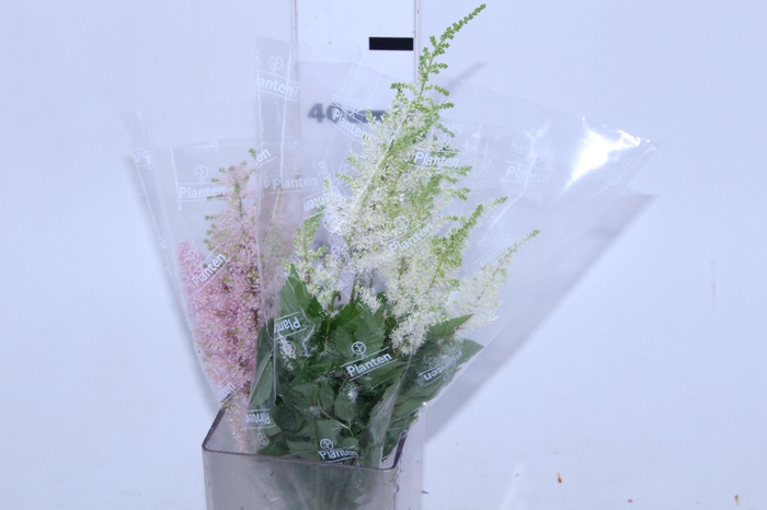 ASTILBE VARIADO 40 CM