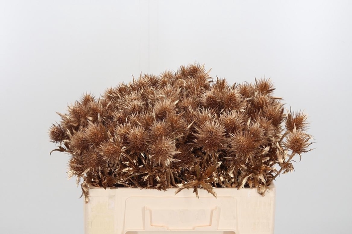 <h4>Eryn Supernova Kl Bh Antiek Goud</h4>