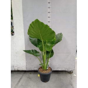 Alocasia macrorrhizos