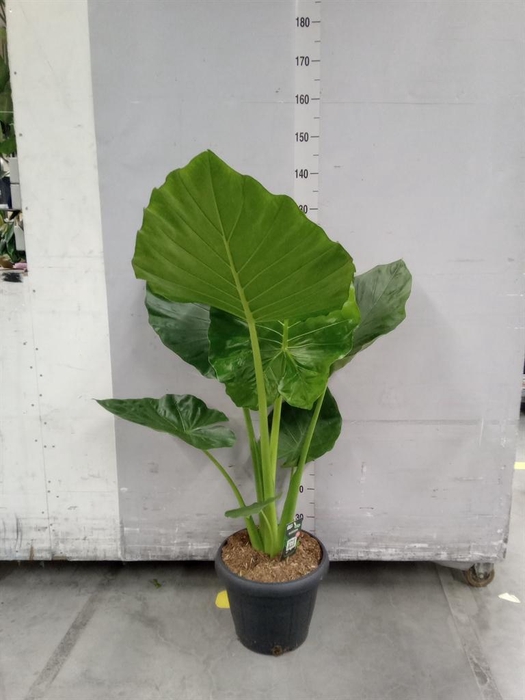 <h4>Alocasia macrorrhizos</h4>