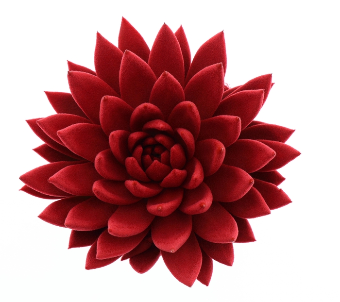 <h4>Echeveria Velvet Red</h4>
