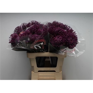 Leuco Waxed Purple