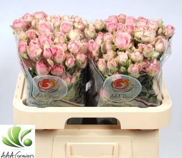 <h4>R TR DINARA</h4>