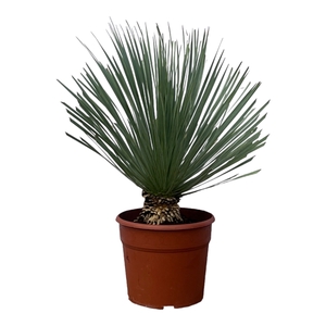 Yucca Rostrata - 90cm