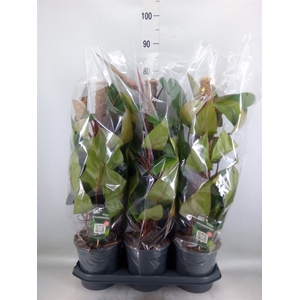 Philodendron  'Red Emerald'