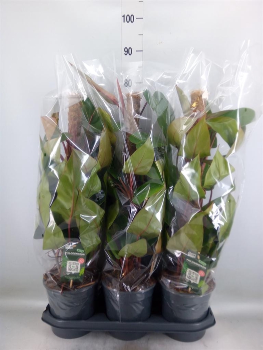 <h4>Philodendron  'Red Emerald'</h4>