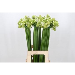 Ornithogalum Saundersiae
