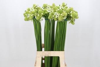 <h4>Ornithogalum Saundersiae</h4>