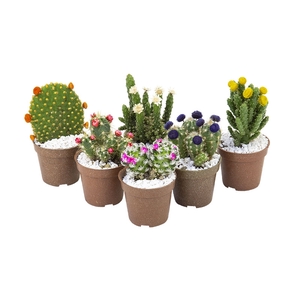 CACTUS MINI P06 FLORES ARTIFICIAL/DESIDRATADO
