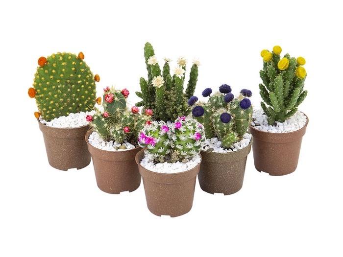 <h4>CACTUS MINI P06 FLORES ARTIFICIAL/DESIDRATADO</h4>