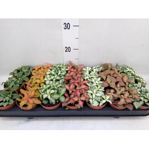 Fittonia   ...mix 7