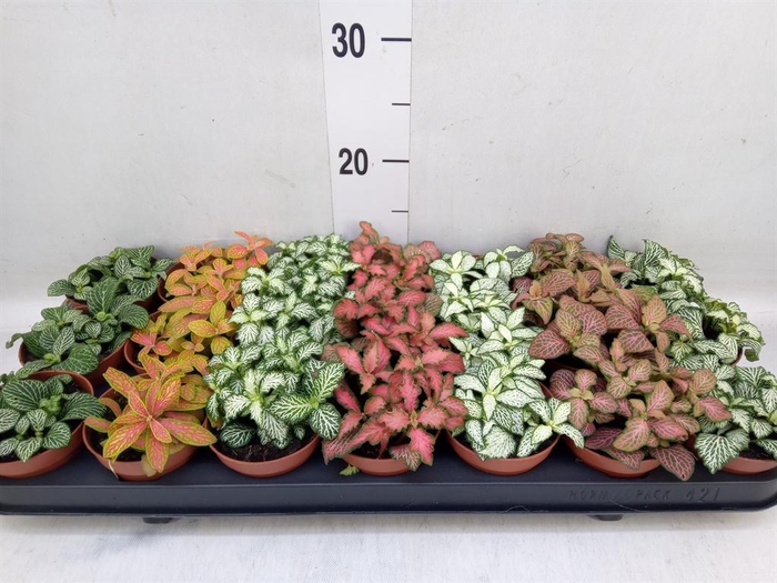 <h4>Fittonia   ...mix 7</h4>