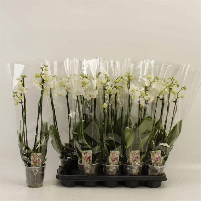 <h4>PHAL OV WIT</h4>