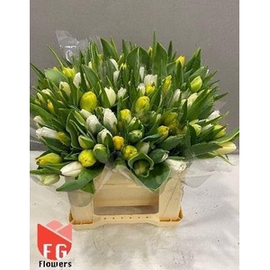 TU DUB GEMENGD IN BOS WHITE-YELLOW,