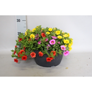 Schaal 26 Calibrachoa Rose, Yellow, Orange