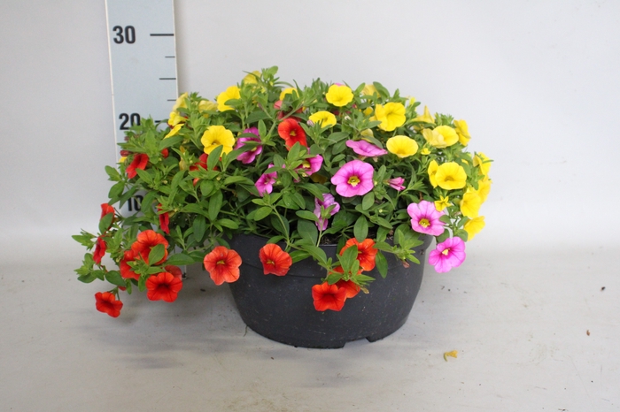 <h4>Schaal 26 Calibrachoa Rose, Yellow, Orange</h4>