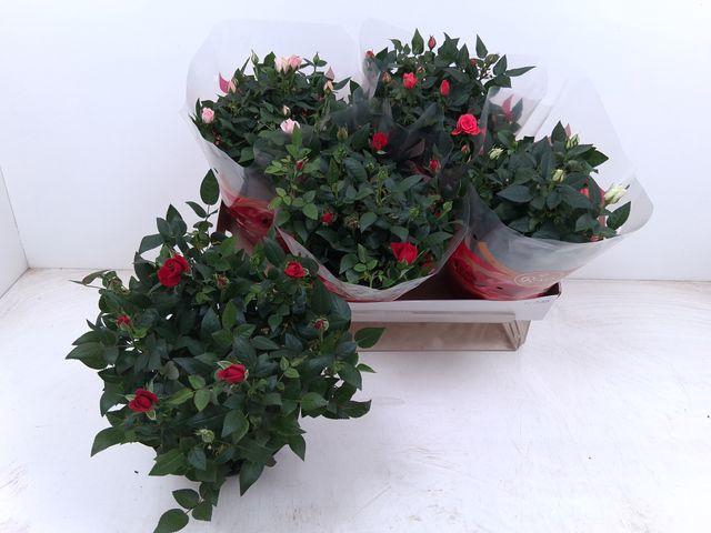 <h4>RO FAV RO GEM 4 SRT</h4>