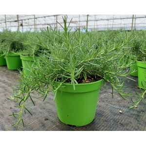 Rosmarinus officinalis overig