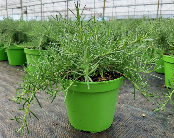 <h4>Rosmarinus officinalis overig</h4>