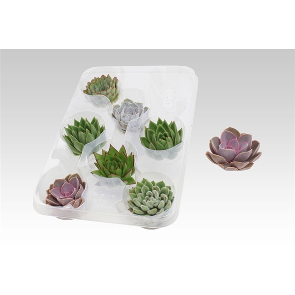 <h4>Ami Deco - cut Echeveria mix 9 cm</h4>