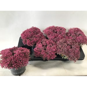 SEDUM CAUT LIDAKENSE