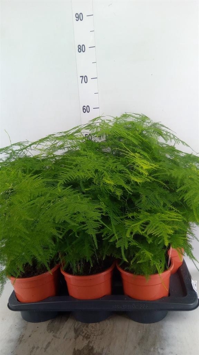 <h4>Asparagus setaceus</h4>