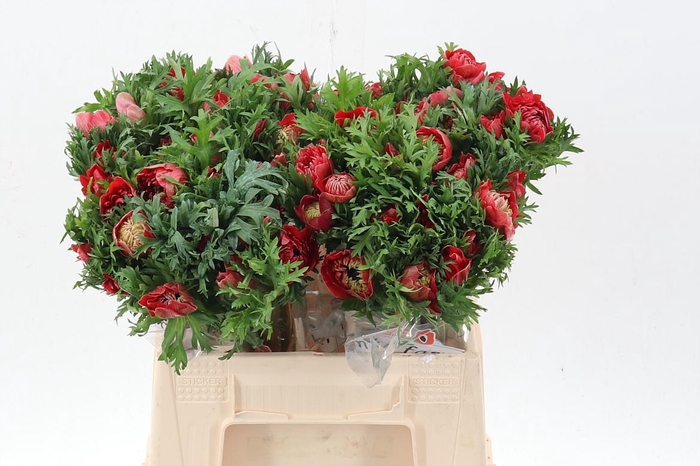 <h4>Anem Levante Rosso</h4>