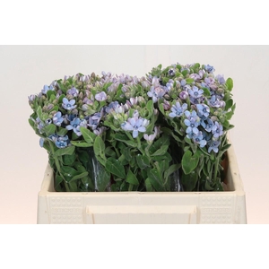 Oxypetalum Tweedia Blue