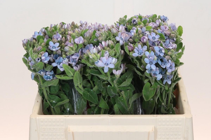 Oxypetalum Tweedia Blue