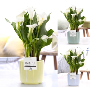 Zantedeschia white in P&PURE Fleur ceramics ass. 3