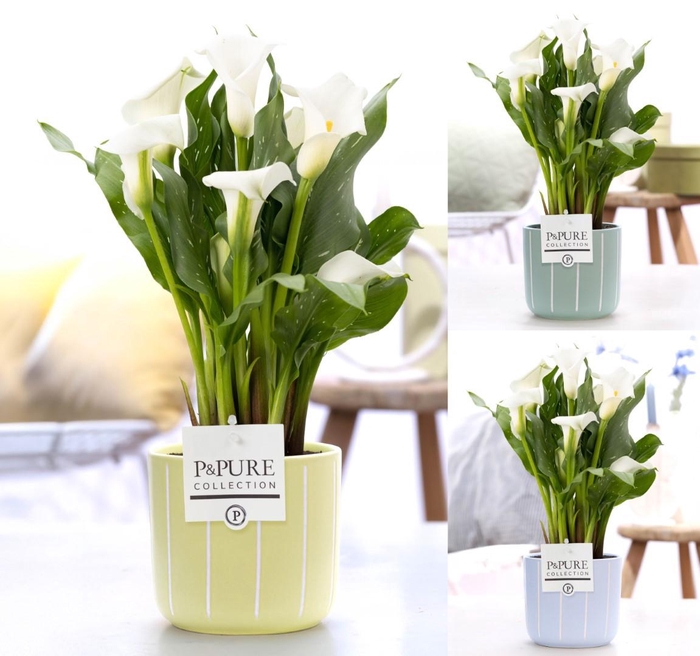 <h4>Zantedeschia white in P&PURE Fleur ceramics ass. 3</h4>