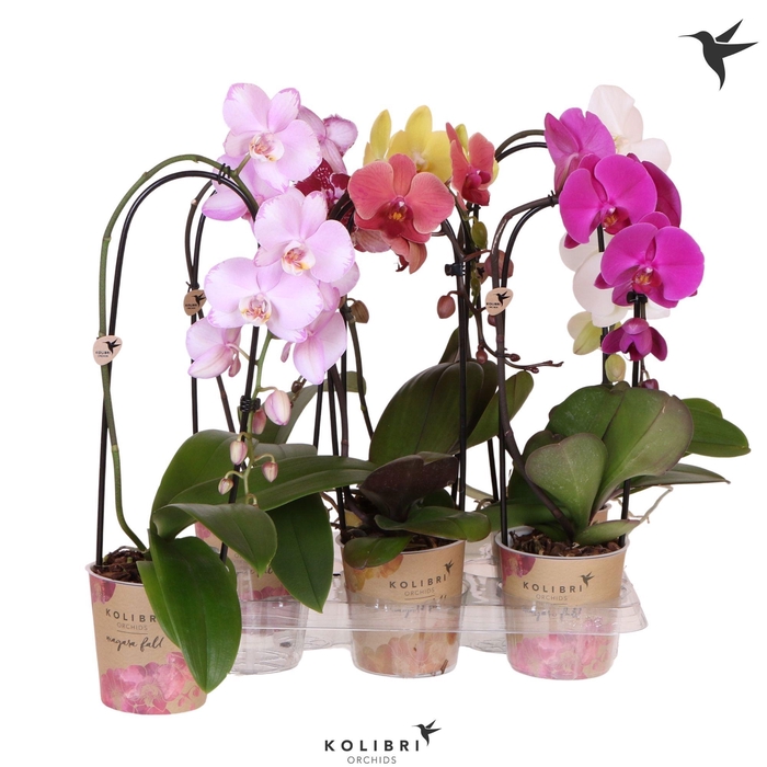<h4>Kolibri Orchids Phalaenopsis Cascade Niagara Fall mix 1 spike 50 cm</h4>