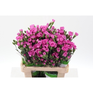 Dianthus TR 'Malibu'