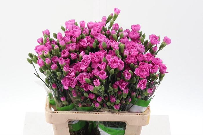<h4>Dianthus TR 'Malibu'</h4>
