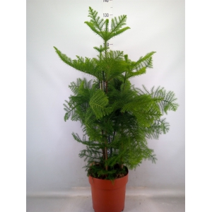 Araucaria heterophylla