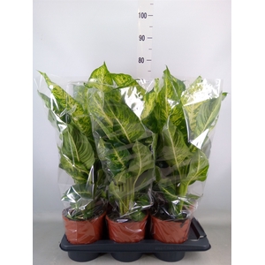 Dieffenbachia  'Mars'