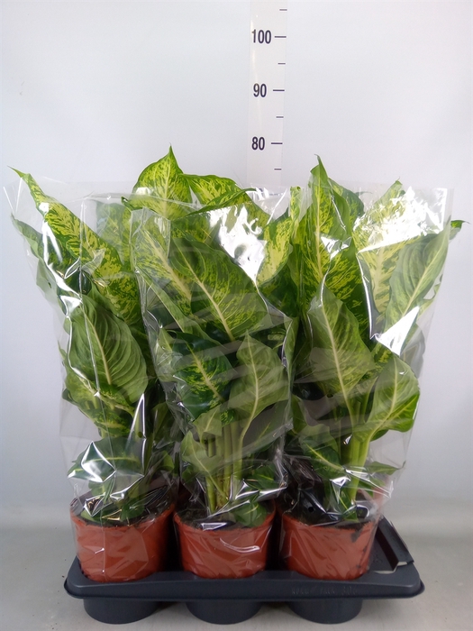 <h4>Dieffenbachia  'Mars'</h4>