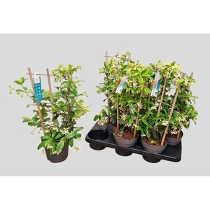 TRAC JASMINOIDES