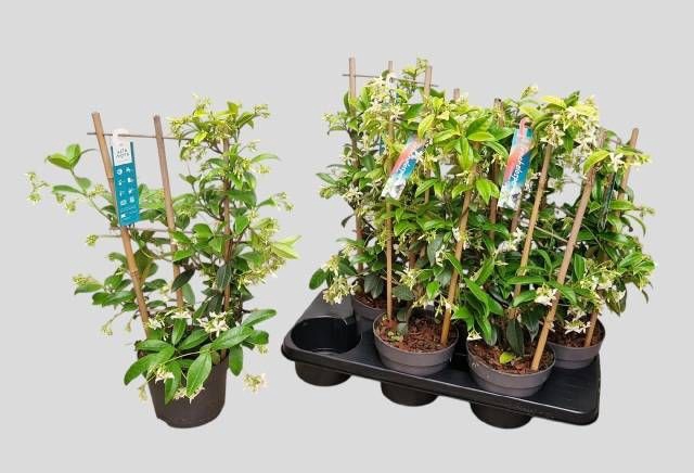 <h4>TRAC JASMINOIDES</h4>