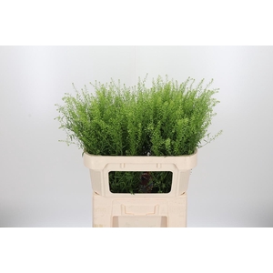 Lepidium Green Bell