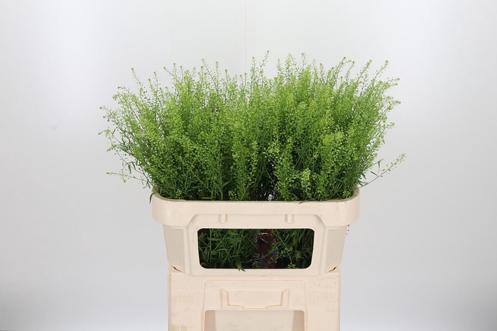 <h4>Lepidium Green Bell</h4>