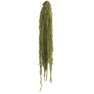 Amaranthus green almond