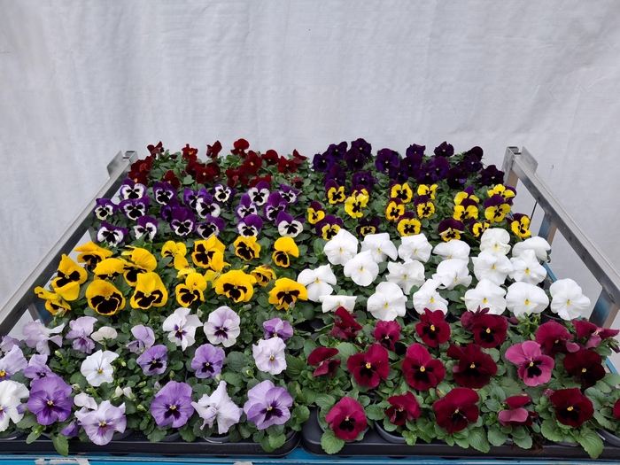 <h4>VIO WI DELTA GEM</h4>