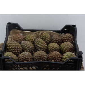 Pinea Groot X15 Wooden Crate