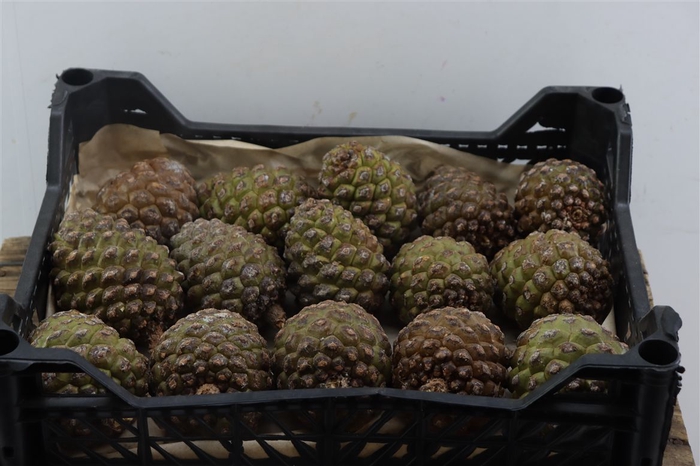 <h4>Pinea Groot X15 Wooden Crate</h4>