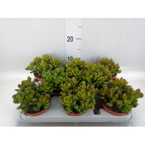 Crassula ovata 'Gandalf'